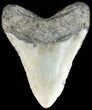 Megalodon Tooth - North Carolina #49522-1